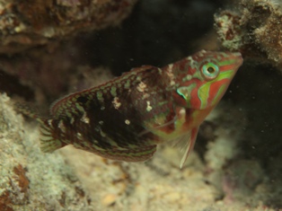 Halichoeres nebulosus